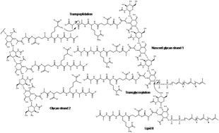 Graphical abstract: An overview of analytical methods for monitoring bacterial transglycosylation