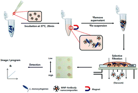 Graphical abstract: An antibody–magnetic nanoparticle conjugate-based selective filtration method for the rapid colorimetric detection of Listeria monocytogenes