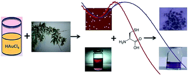 Graphical abstract: Green synthesis of gold nanoparticles with willow tree bark extract: a sensitive colourimetric sensor for cysteine detection