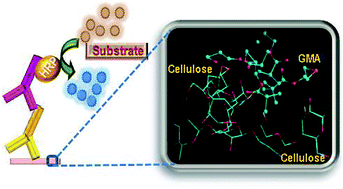 Graphical abstract: Development and validation of dot-ELISA on modified cellulose filter paper: a simplified novel approach