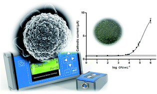 Graphical abstract: Electrochemical immunosensors, genosensors and phagosensors for Salmonella detection