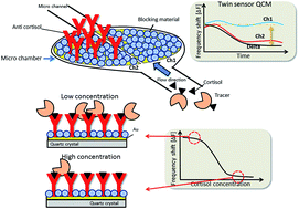 Graphical abstract: Highly sensitive and rapid sequential cortisol detection using twin sensor QCM