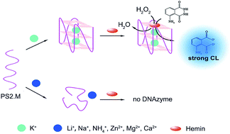 Graphical abstract: Potassium-induced G-quadruplex DNAzyme as a chemiluminescent sensing platform for highly selective detection of K+