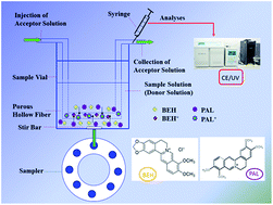 Graphical abstract: Simultaneous determination of berberine and palmatine in human plasma and in urine by capillary electrophoresis combined with polypropylene hollow fiber liquid–liquid–liquid microextraction