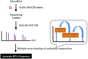 Graphical abstract: Bottom-up mass spectrometric sequencing of microRNA