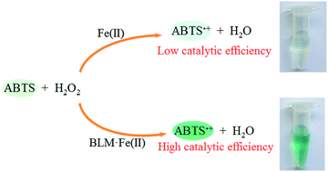 Graphical abstract: Homogeneous label-free colorimetric strategy for convenient bleomycin detection based on bleomycin enhanced Fe(ii)–H2O2–ABTS reaction