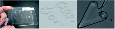 Graphical abstract: Microfluidic passive samplers for in situ collection of live aquatic protists