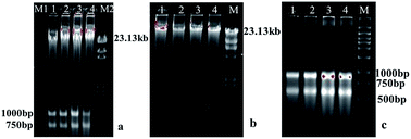 Graphical abstract: Simultaneous extraction, separation and purification of microbial genomic DNA and total RNA from acidic habitat samples