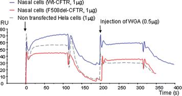 Graphical abstract: Rapid detection of the mature form of cystic fibrosis transmembrane regulator by surface plasmon resonance