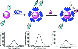 Graphical abstract: A novel fluorescent sensor for mercury (ii) ion using self-assembly of poly(diallyl dimethyl ammonium)chloride functionalized CdTe quantum dots