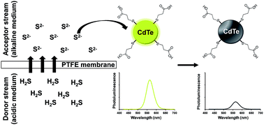 Graphical abstract: Selective determination of sulphide based on photoluminescence quenching of MPA-capped CdTe nanocrystals by exploiting a gas-diffusion multi-pumping flow method