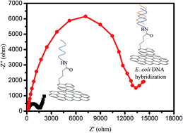 Graphical abstract: Impedimetric graphene-based biosensor for the detection of Escherichia coli DNA