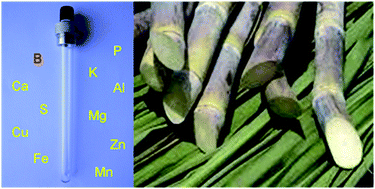 Graphical abstract: High-throughput sugarcane leaf analysis using a low cost closed-vessel conductively heated digestion system and inductively coupled plasma optical emission spectroscopy