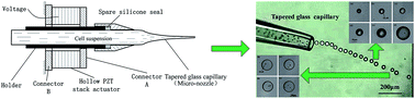 Graphical abstract: A novel approach for encapsulating cells into monodisperse picolitre droplets actuated by microfluidic pulse inertia force