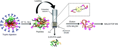 Graphical abstract: Highly selective enrichment of phosphopeptides using aluminum silicate