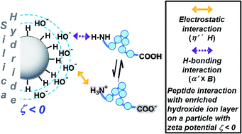 Graphical abstract: Role of electrostatic contributions in the separation of peptides with silica hydride stationary phases