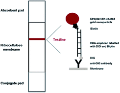 Graphical abstract: A rapid DNA lateral flow test for the detection of transgenic maize by isothermal amplification of the 35S promoter