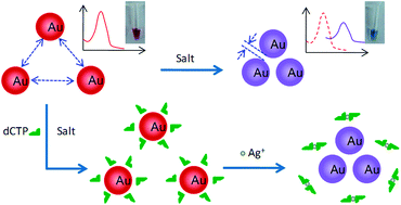 Graphical abstract: Colourimetric detection of Ag(i) ions using dCTP-stabilised gold nanoparticles