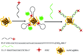 Graphical abstract: A novel platform for detection of protooncogene based on Au nanocluster enhanced fluorescence