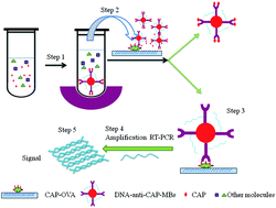 Graphical abstract: Development of a highly sensitive real-time immuno-PCR for the measurement of chloramphenicol in milk based on magnetic bead capturing