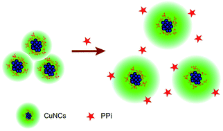 Graphical abstract: A new spectrofluorometric method for pyrophosphate assay based on the fluorescence enhancement of trypsin-stabilized copper clusters