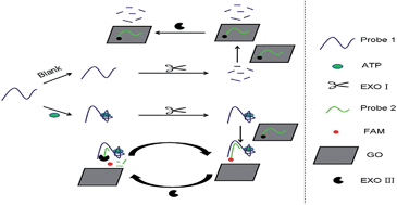 Graphical abstract: A terminal protection system for the detection of adenosine triphosphate via enzyme-assisted signal amplification