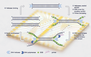 Graphical abstract: Towards on-site testing of Phytophthora species