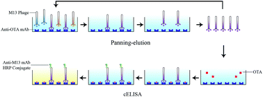 Graphical abstract: Selection of phage-displayed minotopes of ochratoxin A and its detection in cereal by ELISA