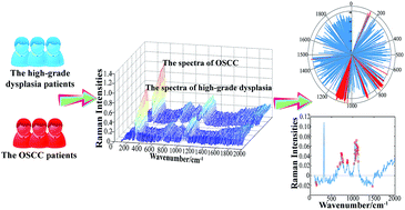 Graphical abstract: Characteristic wavenumbers of Raman spectra reveal the molecular mechanisms of oral leukoplakia and can help to improve the performance of diagnostic models