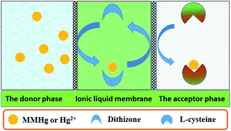 Graphical abstract: Hollow fiber supported ionic liquid membrane microextraction for speciation of mercury by high-performance liquid chromatography-inductively coupled plasma mass spectrometry