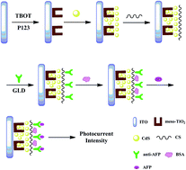 Graphical abstract: A novel photoelectrochemical sensor for the detection of α-fetoprotein based on a mesoporous TiO2–CdS QD composite film