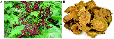 Graphical abstract: Screening and analyzing the potential bioactive components from rhubarb, using a multivariate data processing approach and ultra-high performance liquid chromatography coupled with time-of-flight mass spectrometry