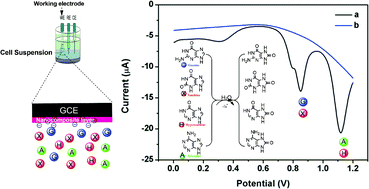 Graphical abstract: Electrochemical behavior of a pheochromocytoma cell suspension and the effect of acrylamide on the voltammetric response