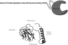 Graphical abstract: Utilizing LC-MS/MS to provide adaptable clinical bioanalytical support for an extended half-life bioactive peptide fused to an albumin-binding domain antibody