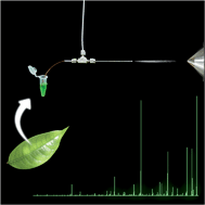 Graphical abstract: Differentiation of two morphologically similar Amazonian Aniba species by mass spectrometry leaf fingerprinting