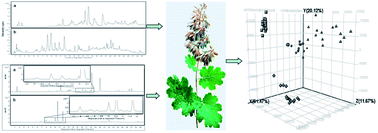 Graphical abstract: An improved separation method for classification of Macleaya cordata from different geographical origins