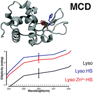 Graphical abstract: Detection of interaction between protein trytophan residues and small or macromolecular ligands by synchrotron radiation magnetic circular dichroism