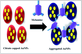 Graphical abstract: Colorimetric detection of melamine based on the size effect of AuNPs