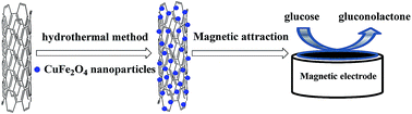 Graphical abstract: A novel nonenzymatic glucose sensor based on magnetic copper ferrite immobilized on multiwalled carbon nanotubes