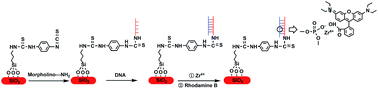 Graphical abstract: Detection of sequence-specific DNA with a morpholino-functionalized silicon chip