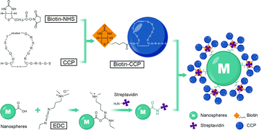 Graphical abstract: A modified quick PETIA for detecting anti-CCP antibodies in human serum