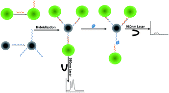 Graphical abstract: Highly sensitive aptasensor for oxytetracycline based on upconversion and magnetic nanoparticles