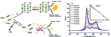 Graphical abstract: Fluorescent G-quadruplex–NMM DNA probe for the detection of silver nanoparticles in aqueous media