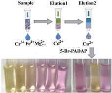 Graphical abstract: Preconcentration of ultra-trace Cu(ii) and Cd(ii) using SPE based on an alizarin complexone modified silica gel with detection using FAAS and determination of ultra-trace Cu(ii) by the naked eye