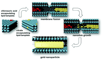 Graphical abstract: Shape directed biomineralization of gold nanoparticles using self-assembled lipid structures