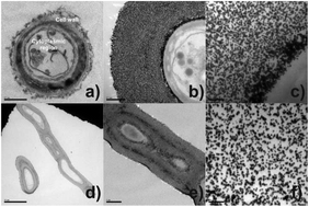 Graphical abstract: Bio-inspired gold microtubes based on the morphology of filamentous fungi