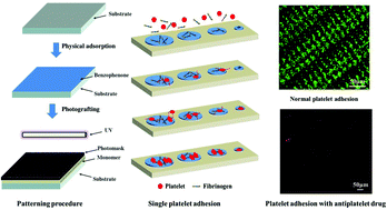 Graphical abstract: Precise patterning of the SEBS surface by UV lithography to evaluate the platelet function through single platelet adhesion