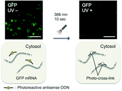 Graphical abstract: Photo-regulation of constitutive gene expression in living cells by using ultrafast photo-cross-linking oligonucleotides