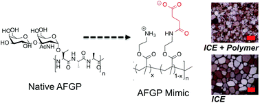 Graphical abstract: Quantitative study on the antifreeze protein mimetic ice growth inhibition properties of poly(ampholytes) derived from vinyl-based polymers