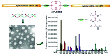 Graphical abstract: Cyclen-based cationic lipids with double hydrophobic tails for efficient gene delivery